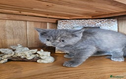 British Shorthair cats for sale: British shorthair kittens for sale.  - Image 4