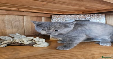 British Shorthair cats - Advert 7