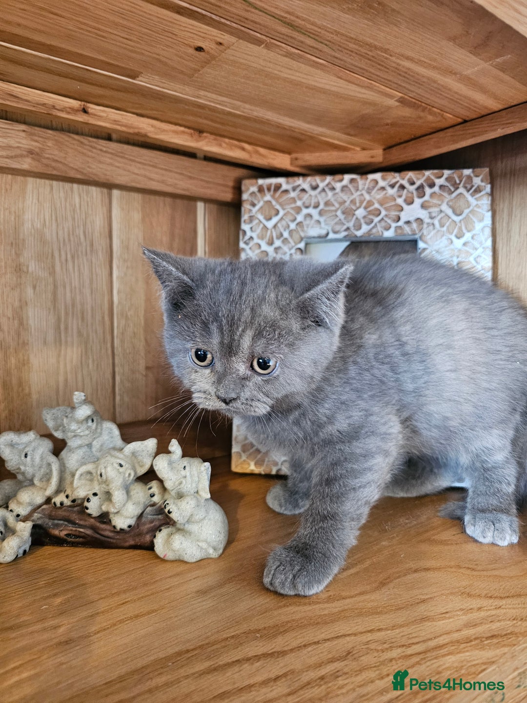 British Shorthair cats for sale: British shorthair kittens for sale.  - Image 4