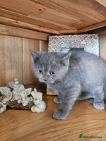 British Shorthair cats - Advert 13