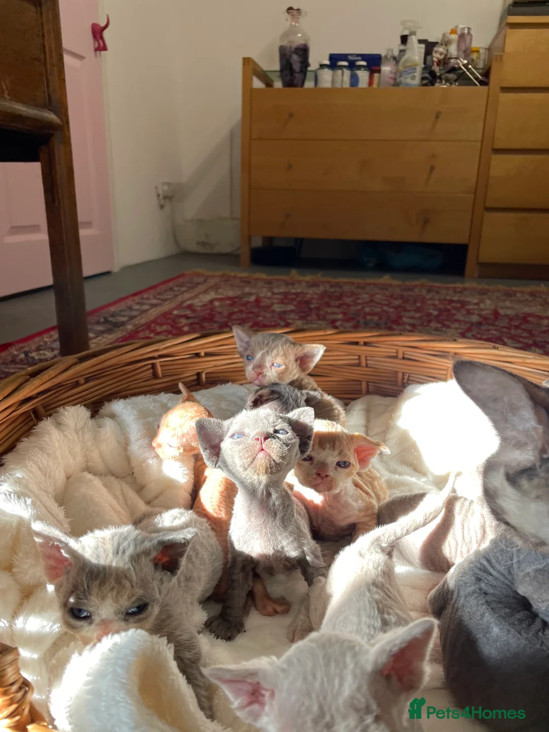 Devon Rex cats for stud: Devon Rex lilac - Advert 13