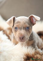 Jack Russell dogs - Advert 12