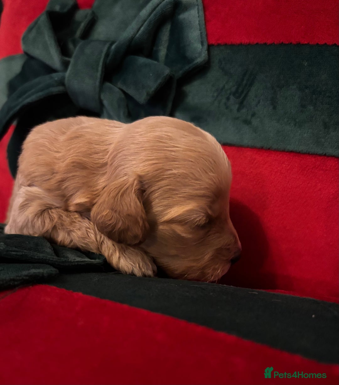 Cockapoo dogs for sale: ⭐️OUTSTANDING, HIGH QUALITY Cockapoo F1B Puppies⭐️ - Advert 24