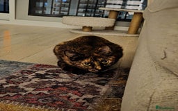 Mixed Breed cats for adoption: ARTI -AFFECTIONATE FUN GIRL SPAYED VACCINATED - Image 4