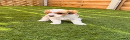 Cavapoo dogs for sale: A beautiful litter of F2 Cavapoos - Advert 3