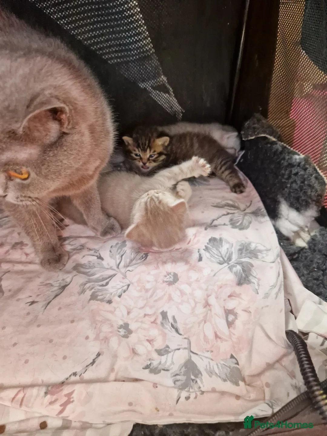 Scottish Fold cats for sale: Scottish fold  - Advert 1