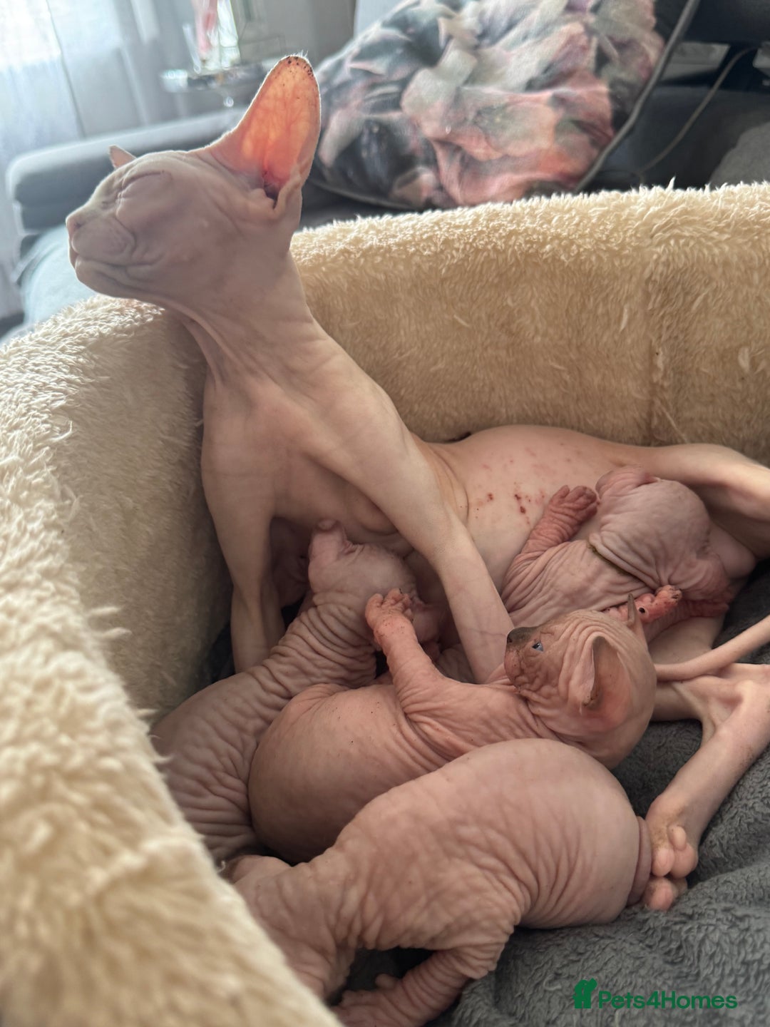Sphynx cats for sale: 🔥Sphynx and Elf kittens🔥 - Image 15