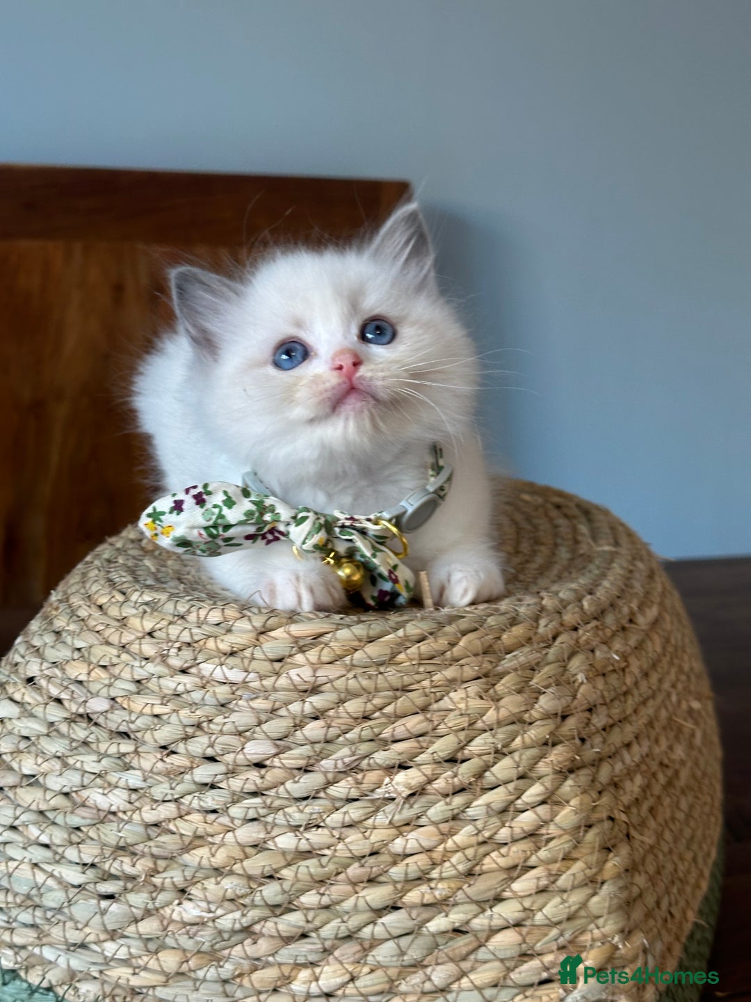 Ragdoll cats for sale: TICA Registered Ragdoll Kittens - Image 21