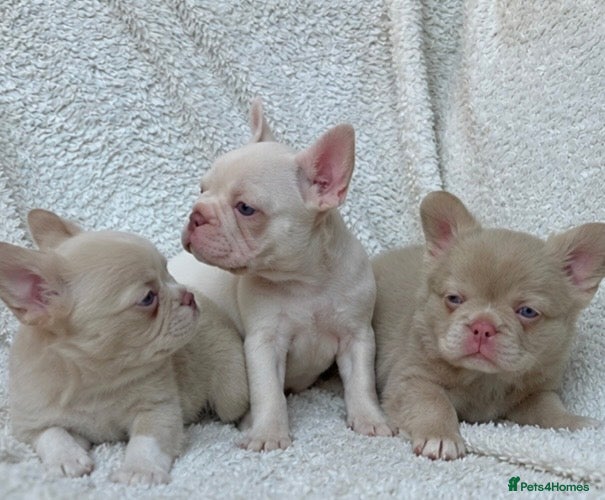 French Bulldog dogs Exceptional KC Registered French Bulldog Puppies - Advert 1