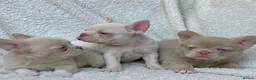 French Bulldog dogs for sale: Exceptional KC Registered French Bulldog Puppies - Advert 1