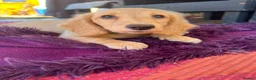 Miniature Dachshund dogs for sale: Longhaired miniature dachshund  - Advert 18