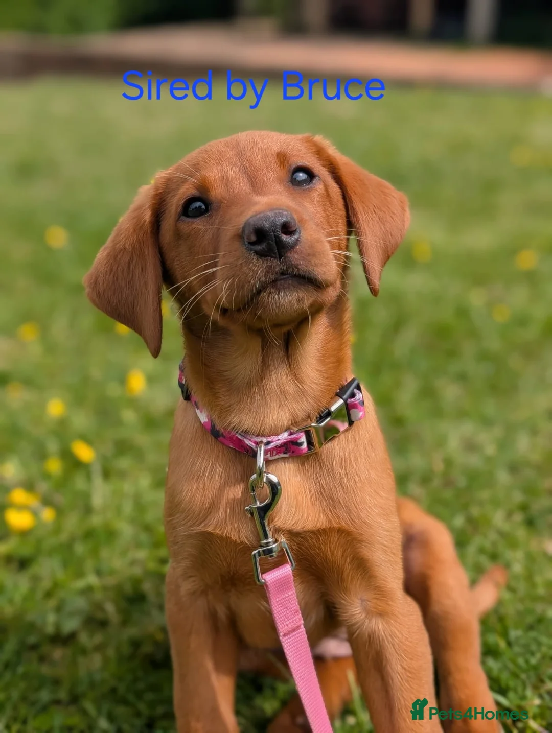 Labrador Retriever dogs for stud: Fox Red Labrador - Fully Health Tested in Holywell - Advert 8