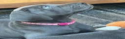 Great Dane dogs for sale: Ready to go! Blue Great Danes - 2 Girls Remaining! - Advert 26