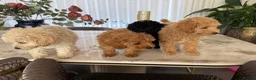 Toy Poodle dogs for sale: Four little gorgeous Toy Poodles - Advert 6