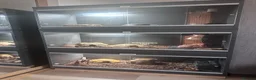 Leopard Gecko reptiles for sale: Complete Leopard Gecko Set Up 3 Viv’s & 4 Gecko’s - Advert 2