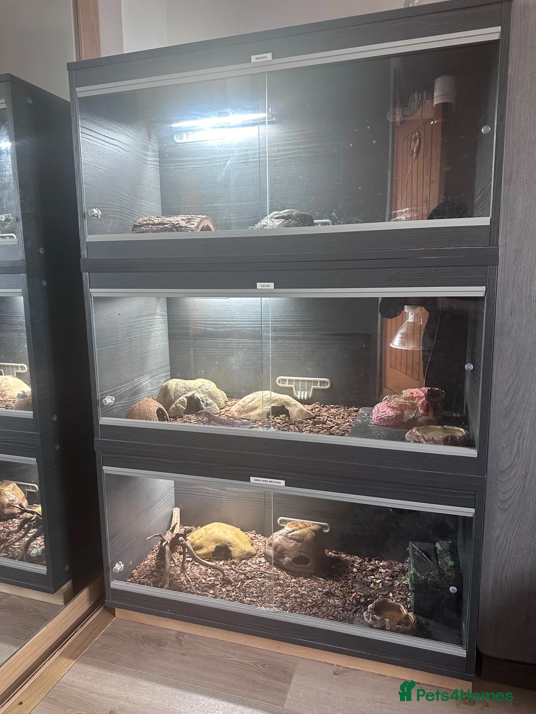 Leopard Gecko reptiles for sale: Complete Leopard Gecko Set Up 3 Viv’s & 4 Gecko’s - Advert 2