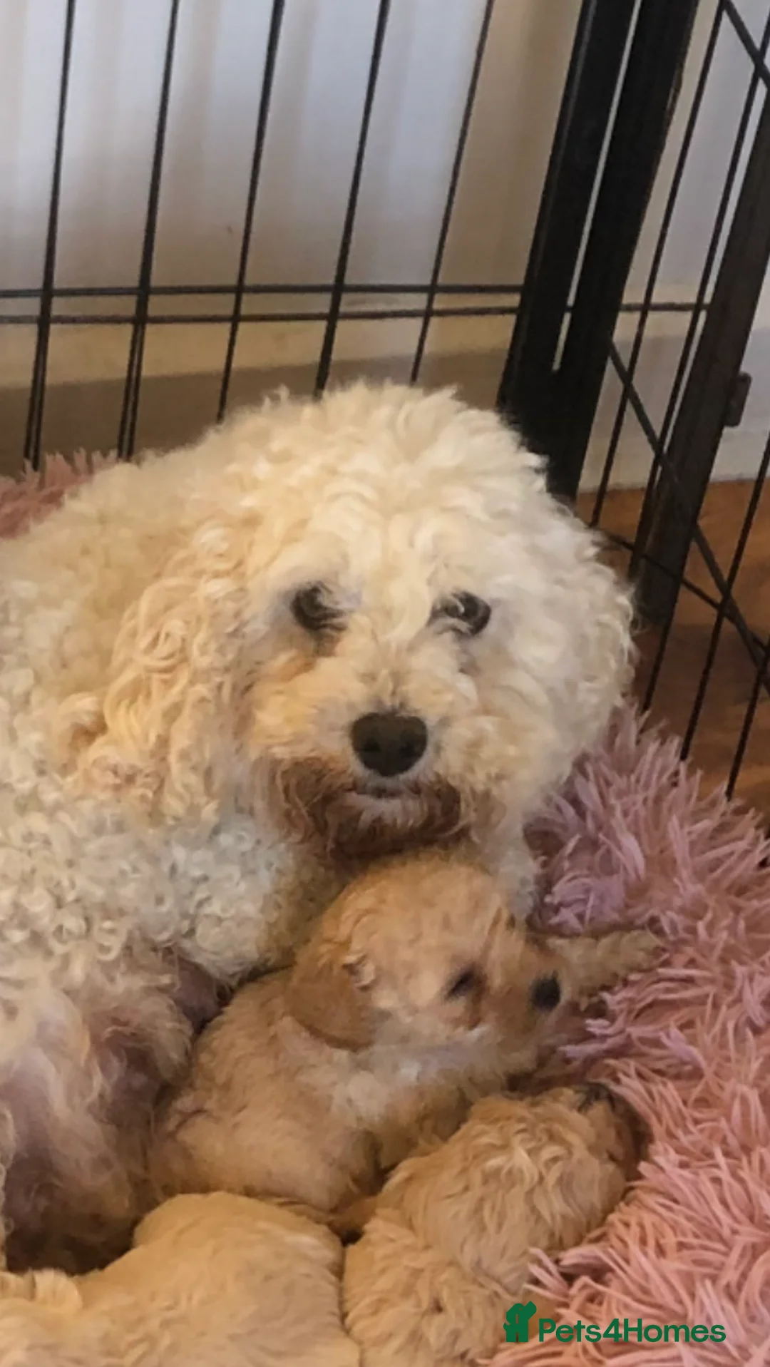 Poochon dogs for sale: Poochon pups for sale  - Advert 8