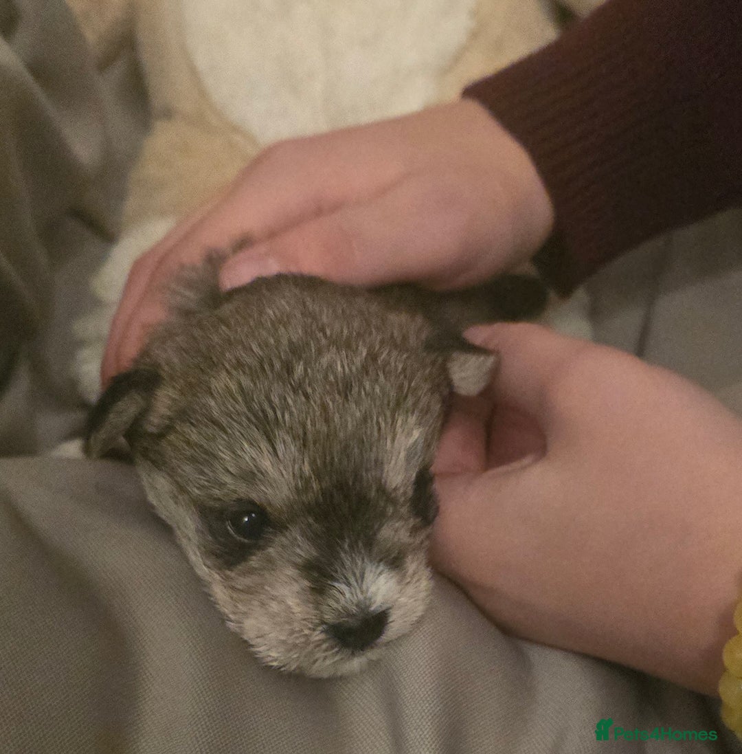 Mixed Breed dogs for sale: One unique hybrid puppy  - Advert 3