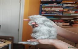 Maine Coon cats for sale: Shaded and Shell Maine Coon kittens - Image 23