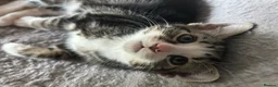Mixed Breed cats for sale: 4 beautiful kittens, ready today, amazing mix  - Advert 26