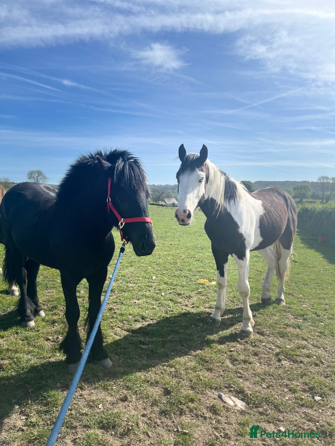 Irish Sports horses for sale: CHARLIE  - Image 3
