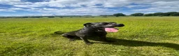 Cane Corso dogs for sale: Cane corso  in Newbiggin-by-the-Sea - Advert 4