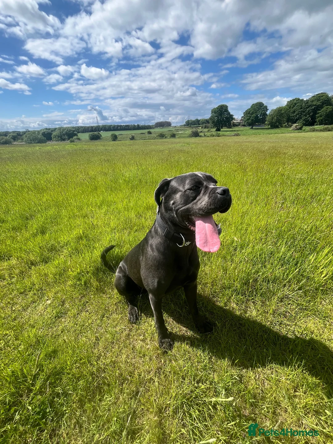 Cane Corso dogs for sale: Cane corso  in Newbiggin-by-the-Sea - Advert 4