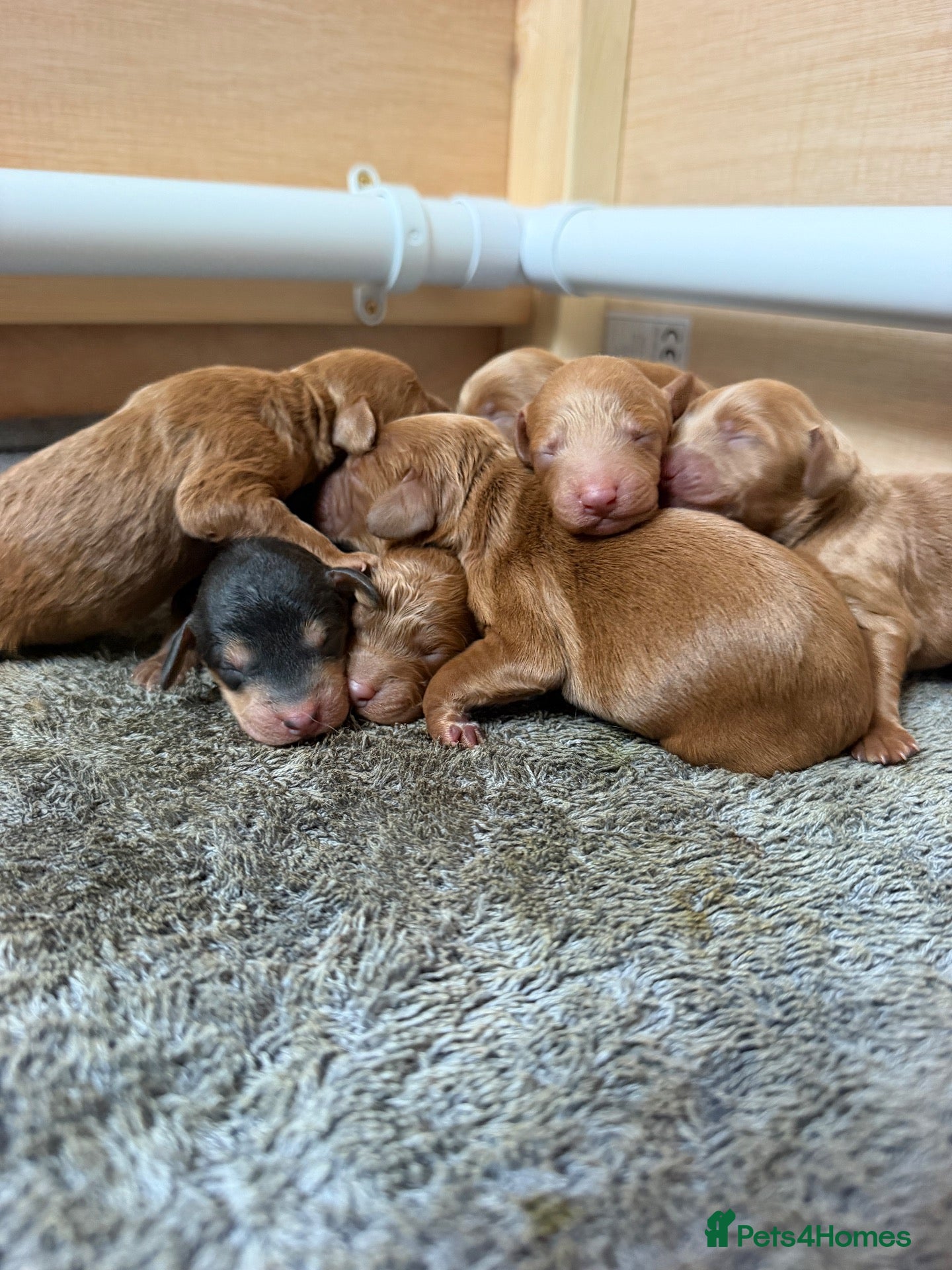 Cockapoo dogs for sale: Beautiful F1b Cockapoo Puppies  - Advert 8