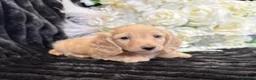 Miniature Dachshund dogs for sale: Stunning kc reg miniture dachshund in Deal - Advert 6