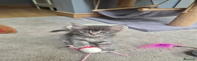 Ragcoon Girl