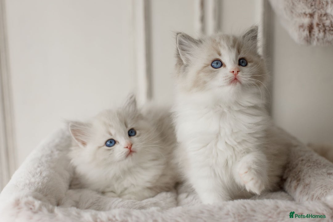 Ragdoll cats for sale: Amazing Ragdoll kittens - Image 31