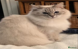 Ragdoll cats for sale: Stunning blue and lilac ragdoll kittens - Image 15