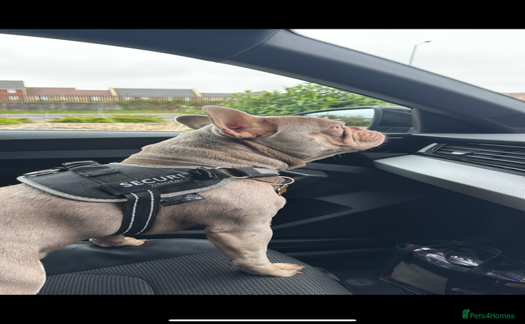 French Bulldog dogs - Advert 1