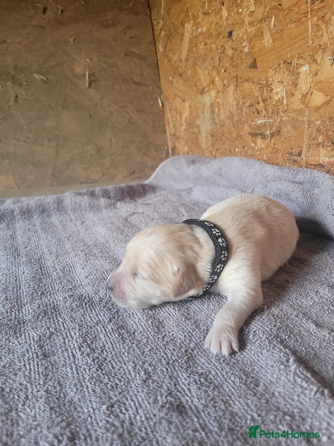 Golden Retriever dogs for sale: Golden retriever puppies in Hull - Advert 7