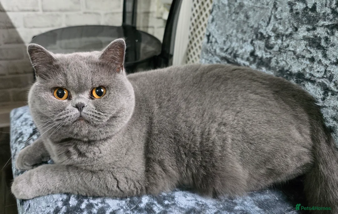British Shorthair cats for sale: GCCF registered British Shorthair girl - Advert 2