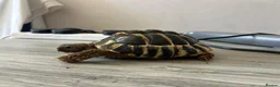 Tortoise reptiles for sale: Hermanns Tortoise with Vivarium - Advert 8