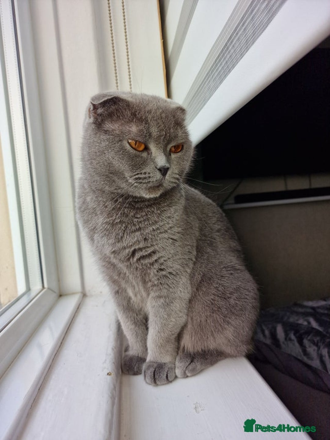 Scottish Fold cats for sale: Blue Scottish fold girl - Image 4