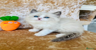 Ragdoll cats - Advert 7