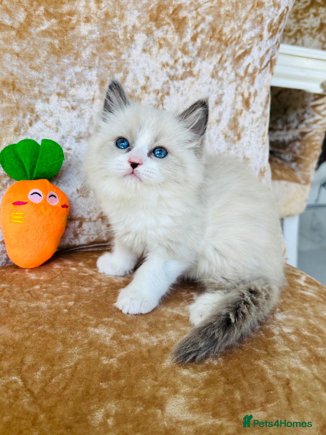 Ragdoll cats for sale: Beautiful ragdoll kittens  - Image 2