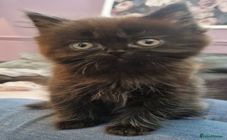 Persian cats - Advert 3