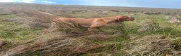 Hungarian Vizsla dogs for stud: European champion sired -Imported Hungarian Vizsla - Advert 2
