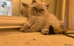 Persian cats for sale: Persian cross exotic  - Image 5