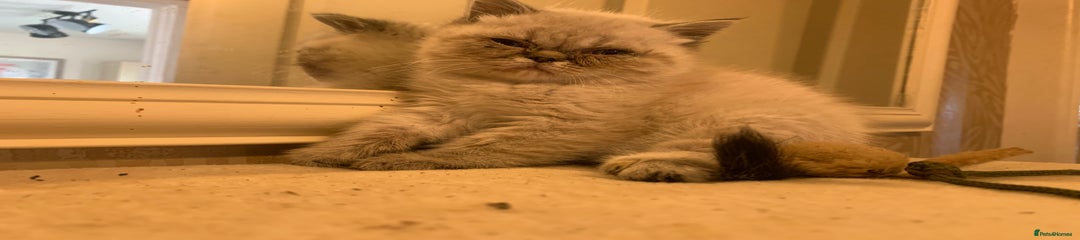 Persian Kitten 2