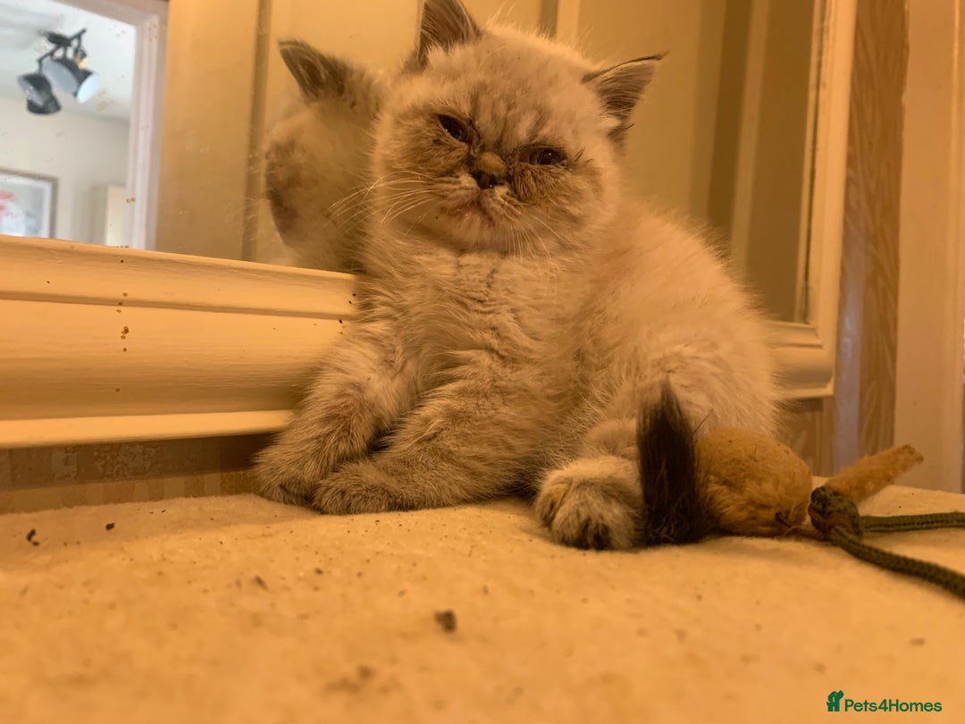 Persian cats for sale: Persian cross exotic  - Image 5