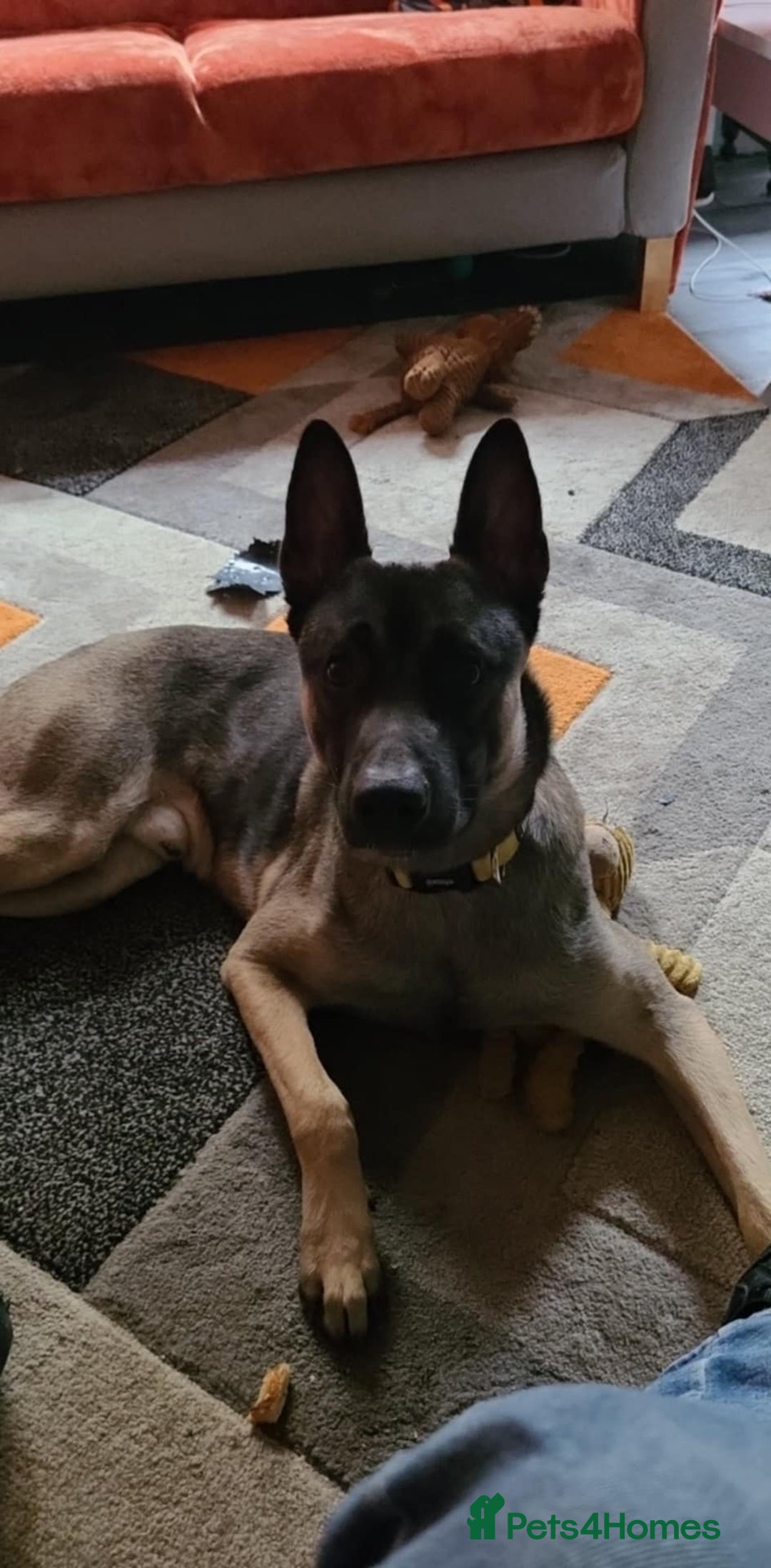 Belgian Shepherd Dog dogs for sale: 8 month old Belgian Malinois  - Image 2