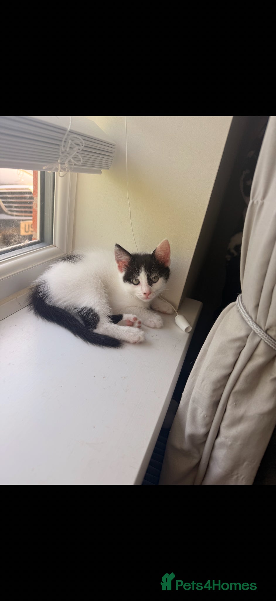 Mixed Breed cats for sale: Three kittens for sale  in Cannock - Advert 3