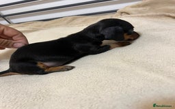 Miniature Dachshund dogs for sale: Miniature Dachshund KC ready now  - Image 20
