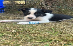 Border Collie dogs for sale: Beautiful border collie puppies for sale  - Image 8