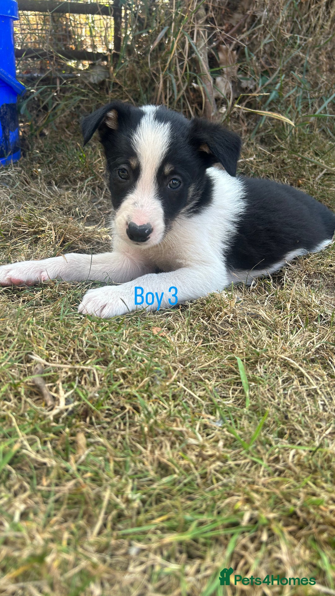 Border Collie dogs for sale: Beautiful border collie puppies for sale  - Image 8