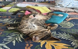 Domestic Shorthair cats for sale: 6 and half month old kitten for sale  - Image 7